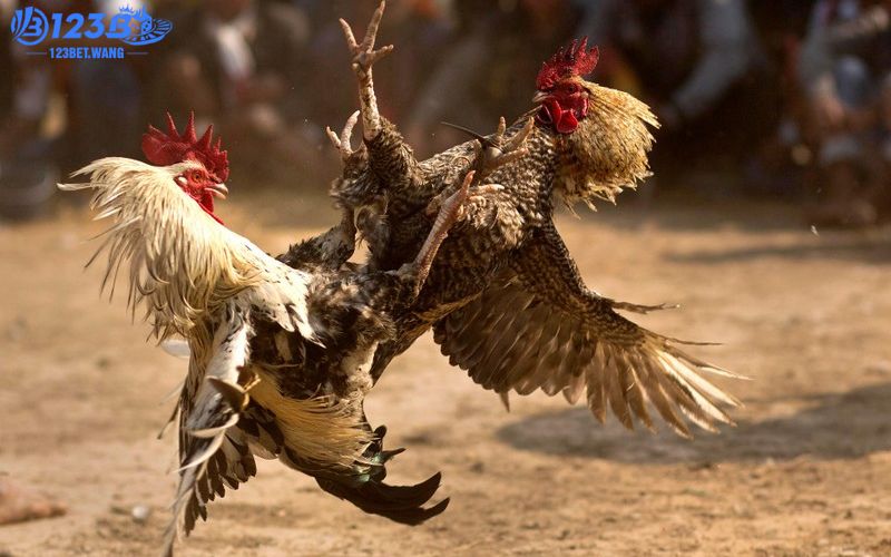 Một vài sảnh cược chất lượng