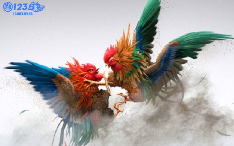 Những nét cơ bản về đá gà 123BET