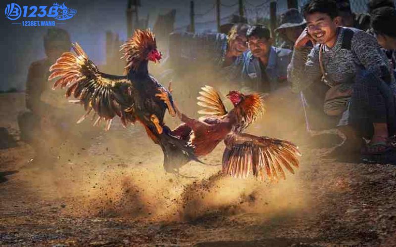 Sảnh cược ODIN GAMECOCK